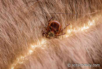 How Does a Tick Bite Cause Meat Allergies? A Study Provides New Genetic Insights