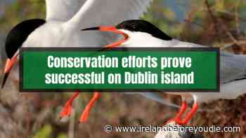 TINY Dublin island sees HUGE increase in seabird population - Ireland Before You Die