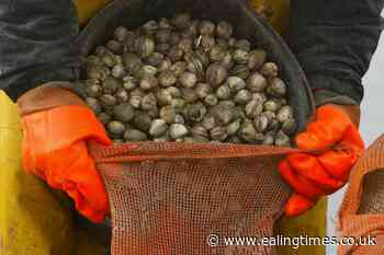 Shellfish 'forgotten victims' of sewage polluting UK waters say Lib Dems - Ealing Times