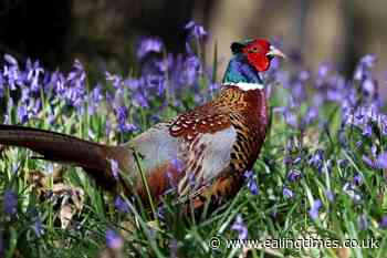 People eating wild-shot pheasant 'likely to be eating lead' - Ealing Times