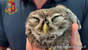 Civetta ferita salvata al casello di Modena Nord - ModenaToday