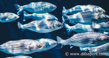 Covid: nella città di Xiamen, in Cina, si effettuano test di massa anche sui pesci - dissapore