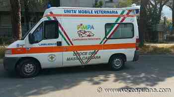 Marina di Massa, cane folgorato in piazza Betti: interviene l'ambulanza veterinaria - La Voce Apuana