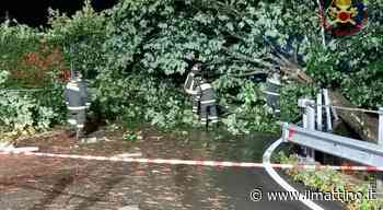 Maltempo, a Massa Carrara alberi caduti e tetti divelti - ilmattino.it