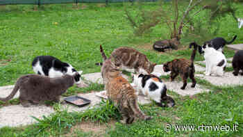 Animali. A Manduria sarà più facile riconoscere le colonie feline contro il dilagare del randagismo. Ecco il modulo. - RTM web