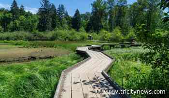 Staged construction work on this Tri-Cities trail will end in late 2023 - The Tri-City News