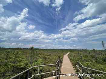 Take A Boardwalk Trail Through The Wetlands Of The Bangor City Forest In Maine - Only In Your State