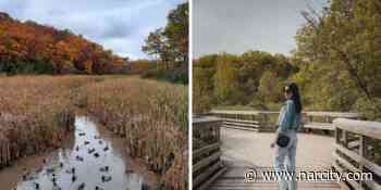 This Boardwalk Trail Near Toronto Takes You Through A Lush Valley Filled With Creeks - Narcity Canada