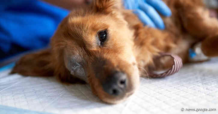 Mysterious parvovirus-like illness infecting dogs in Michigan, killing as many as 60 dogs - CBS News