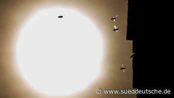 Biologin: Wespenjahr in Sicht - Süddeutsche Zeitung - SZ.de