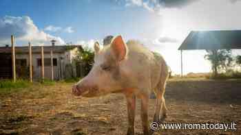 Stop al limite di due suini per rifugio, festeggiano gli ambientalisti: "Utile anche per la Sfattoria"
