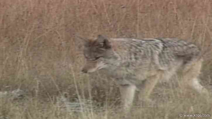 Neighbors concerned after coyote attacks a dog