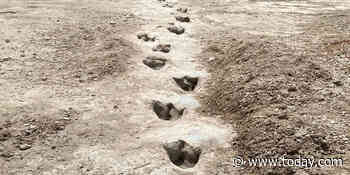 113-million-year-old dinosaur tracks uncovered at Dinosaur Valley State Park in Texas