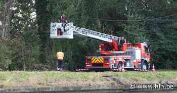 Brandweer verwijdert tak die op elektriciteitskabels dreigt te vallen - Het Laatste Nieuws