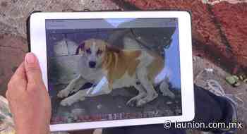 Incluyen en mural a 'Chiquínquiro', el perro del centro de Cuernavaca - Unión de Morelos
