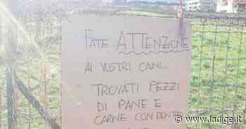 Altri bocconi avvelenati per le strade di Arco, l'appello del Comune per la sicurezza - l'Adige