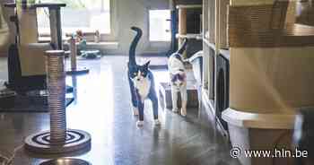 Gezocht voor het dierenasiel: handige harry's met liefde voor katten - Het Laatste Nieuws