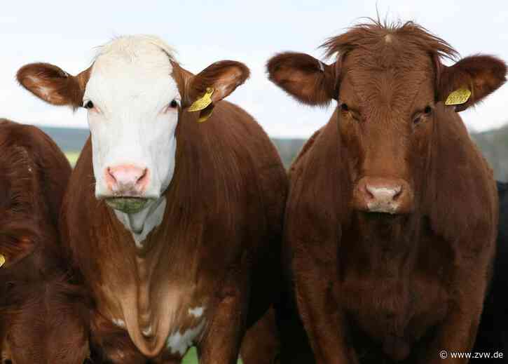 Backnang: Soko Tierschutz hat die Videos gemacht und Schlachthof Kühnle angezeigt - Zeitungsverlag Waiblingen