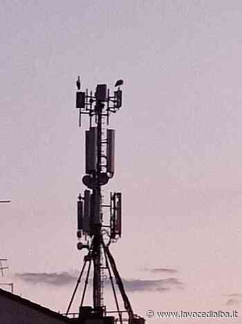 La sosta e il passaggio delle cicogne sui cieli di Bra - LaVoceDiAlba.it