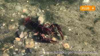Neu-Ulm: Verwunderung über Krebse am Brandstätter See: "Die verbreiten sich massiv" | Neu-Ulmer Zeitung - Augsburger Allgemeine