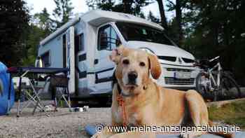 Campen mit Hund: Tier nicht allein im Zelt zurücklassen