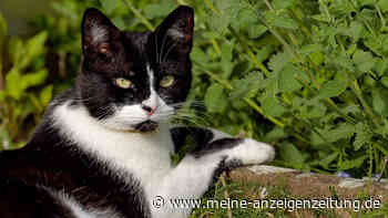 Nachbars Katze im Garten? So vertreiben Sie sie ganz natürlich