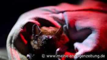 Die Fledermäuse sind wieder los: Bundesweite „Batnight“