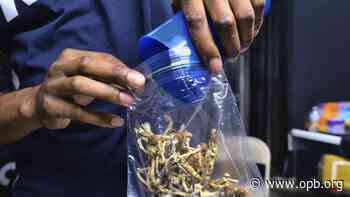 In mad dash, Oregon psilocybin centers face bans across the state before any have opened - Oregon Public Broadcasting