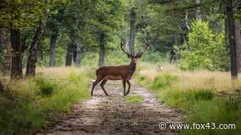 Road-killed deer with Chronic Wasting Disease discovered in Cumberland County - WPMT FOX 43