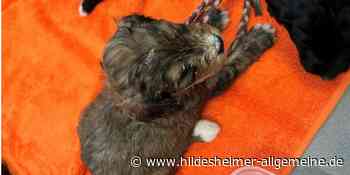 Zusammengepferchte Welpen in Fahrradanhänger: Polizei stoppt Mann aus Kreis Hildesheim - www.hildesheimer-allgemeine.de