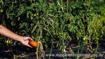 Tomaten-Pflege: Untere Blätter unbedingt entfernen