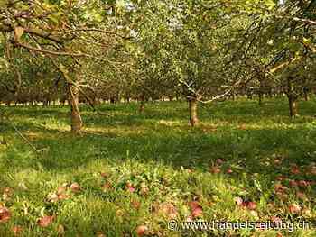 Qualitativ guter Most trotz trockenem Sommer