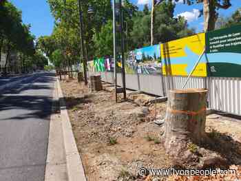 Lyon. Avenue de Grande Bretagne : massacre à la tronçonneuse - - Lyon People