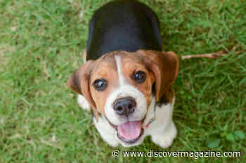 Dogs Shed Tears Of Joy When Reunited With Owners