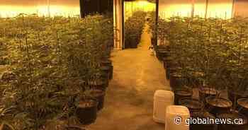 Edmonton police seize $3.3M of cannabis from allegedly unlicensed online retailer - Global News