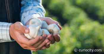 A huge garlic festival kicks off in Calgary next month & it’s going to be a ‘stinking good... - Curiocity