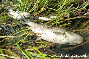 Thames Water sewage leak killed hundreds of fish on tributary - St Helens Star