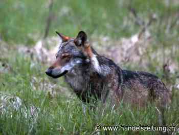 Wallis hilft Nutztierhaltern bei Wolfs-Schäden mit zusätzlichem Geld