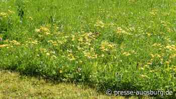 Achtung giftig! | Jakobskreuzkraut und seine Verwandten sollten entfernt werden | Presse Augsburg - Presse Augsburg