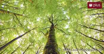 Lindau: Regen war gut für die Natur | schwäbische - Schwäbische