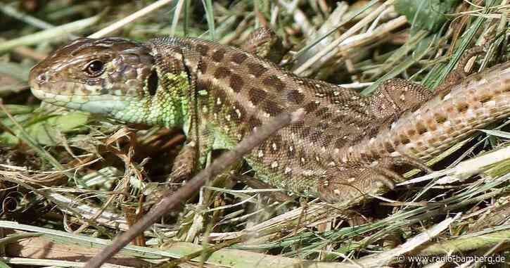 „Eidechsenmeiler“ in Forchheim wiederhergestellt