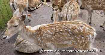Deer changes recommended after man killed - Gloucester Advocate
