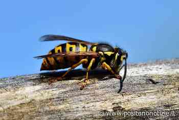 Viene punta da un calabrone e perde la vita: tragedia in provincia di Latina - Positano Notizie