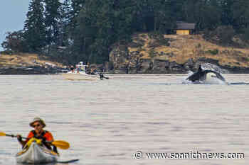 ‘Festival atmosphere’: Orcas feast in Nanaimo’s Departure Bay - Saanich News