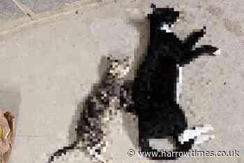 Cats found dead in Edgware car park with horrific injuries