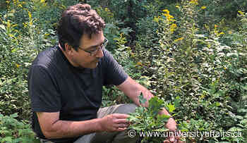 Quebec prof believes more diverse trees lead to better forest resilience — University Affairs - University Affairs
