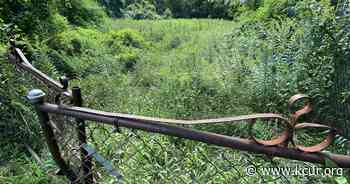 An overgrown forest in Kansas City's Palestine East could be turned into a community resource - KCUR