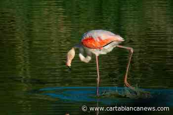 Fenicotteri rosa a Crevalcore! - CartaBianca news