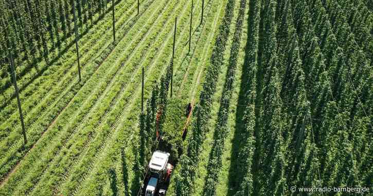 Hopfenbauern beklagen schlechte Ernte und hohe Kosten