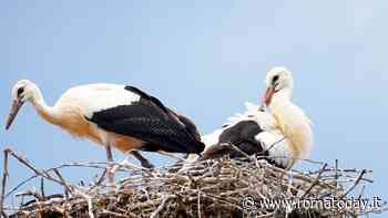 Avvistate cinquanta cicogne sopra il cielo della Capitale